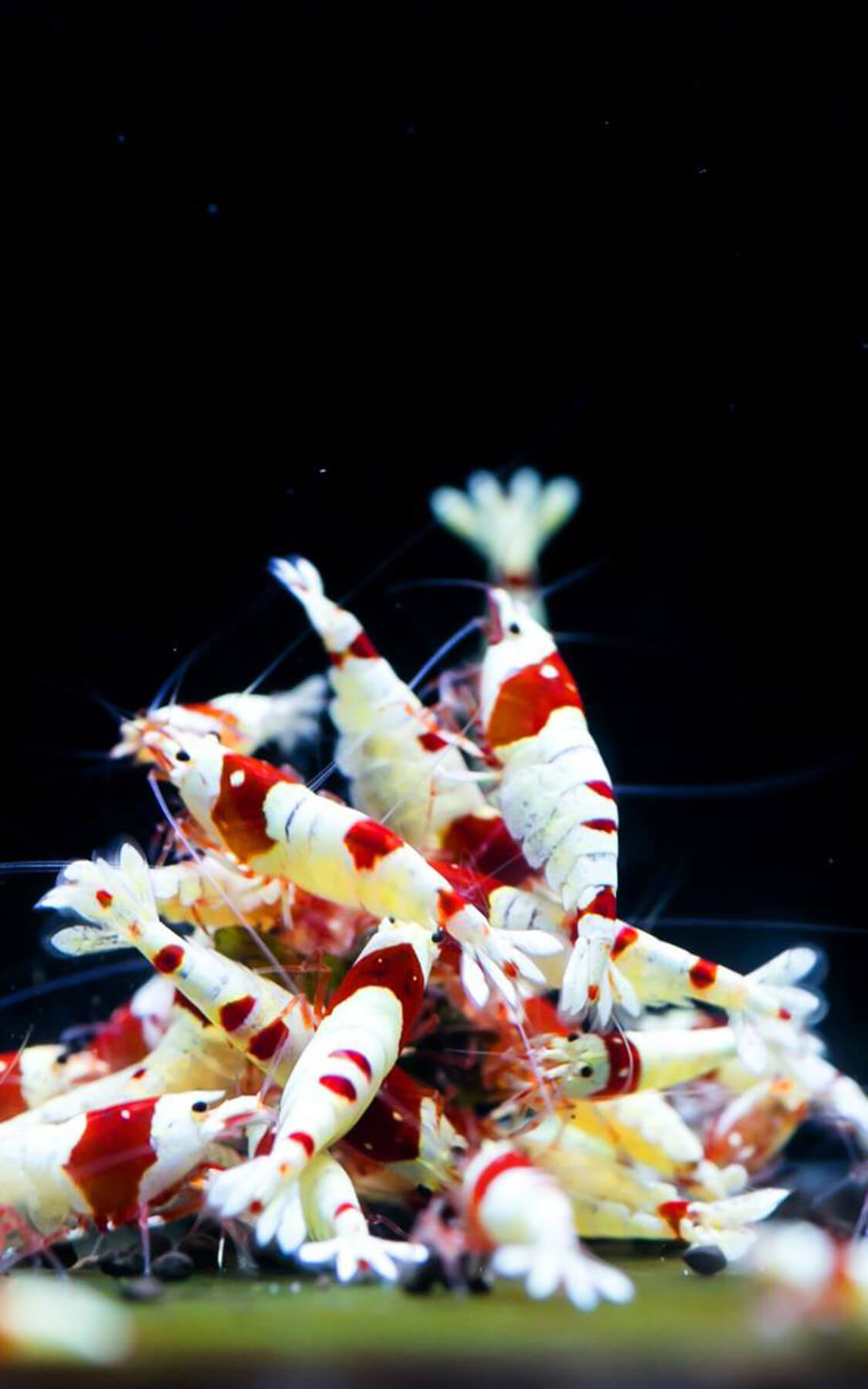 TWINSTAR Shrimp 50 for 32gal Prevent Crustacean Disease Aquarium Sterilizer 